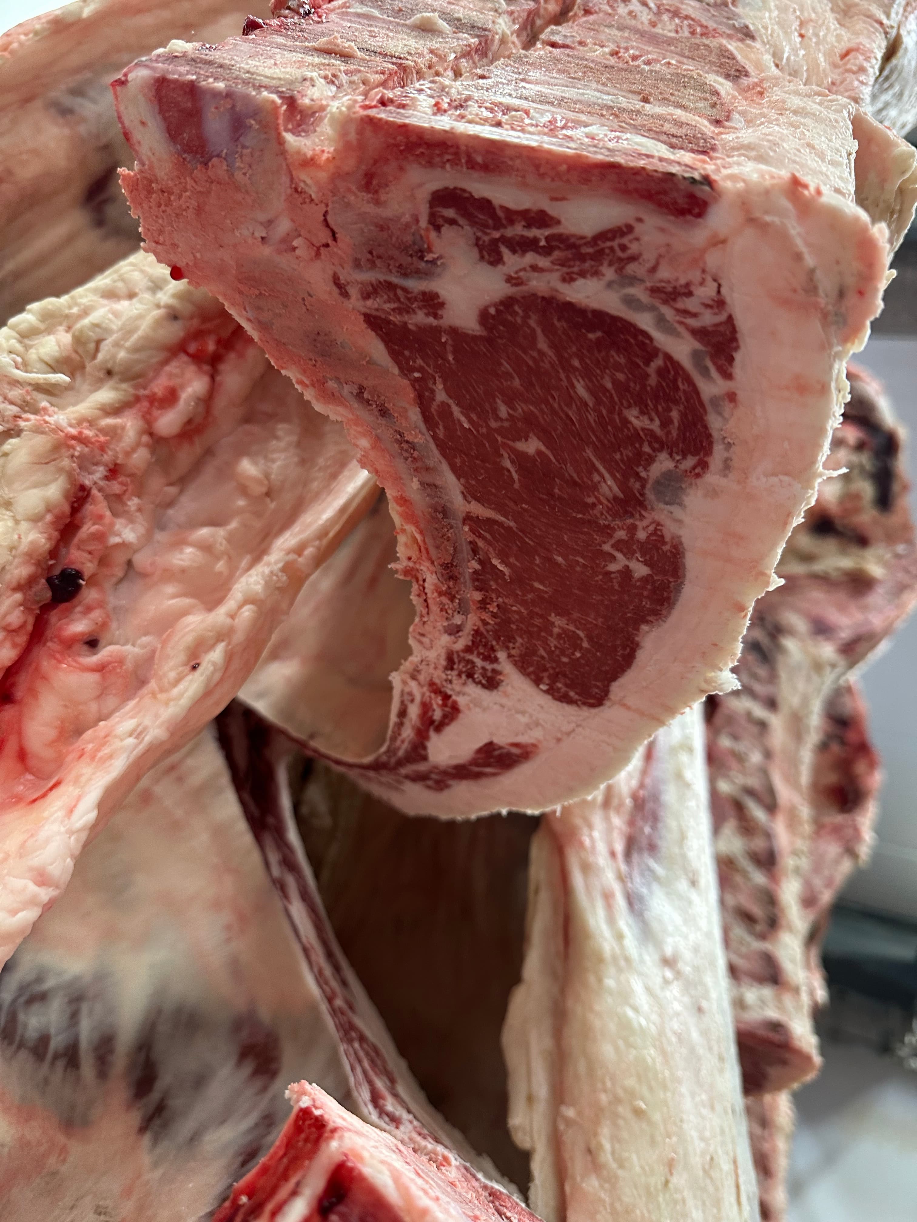 USDA carcass grading photograph from one of our animals